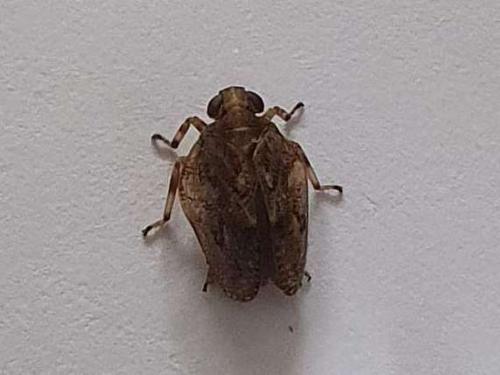 Issus coleoptratus